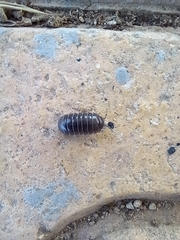Armadillidium vulgare