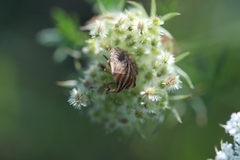 Graphosoma italicum italicum