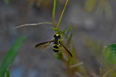 Xanthogramma marginale