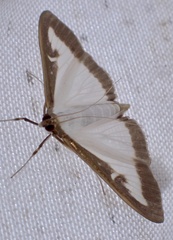 Cydalima perspectalis