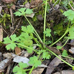 Ranunculus sessiliflorus