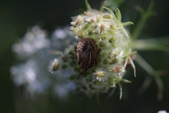Graphosoma italicum italicum
