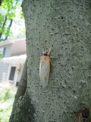 Magicicada septendecim