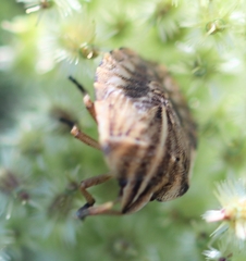 Graphosoma italicum italicum