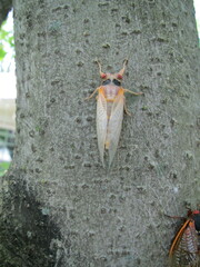 Magicicada septendecim