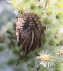 Graphosoma italicum italicum