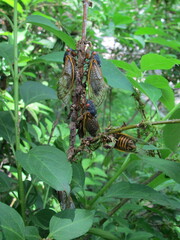 Magicicada septendecim