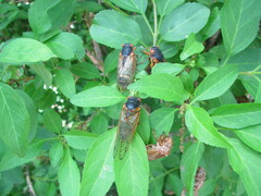 Magicicada septendecim