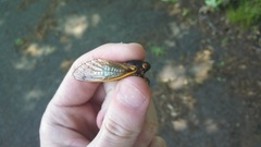 Magicicada septendecim