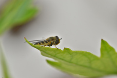 Eupeodes latifasciatus