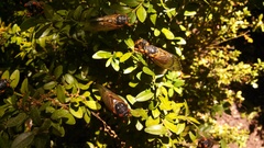 Magicicada septendecim