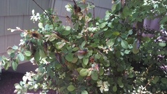 Magicicada septendecim