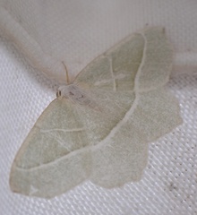 Campaea margaritaria