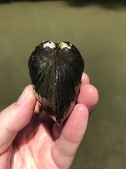 Arcidens confragosus