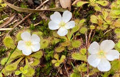 Drosera aberrans