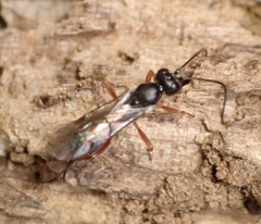 Ichneumonidae