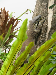 Varanus varius