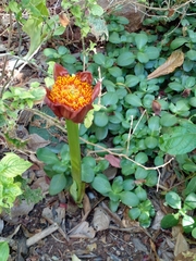 Scadoxus puniceus