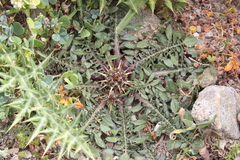 Centaurea raphanina