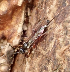 Ichneumonidae