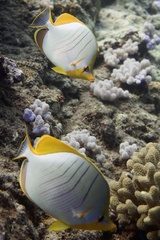 Chaetodon xanthocephalus