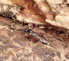 Ichneumonidae