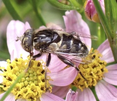 Eristalinus sepulchralis