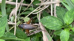 Teleogryllus emma