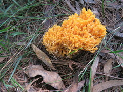 Ramaria capitata