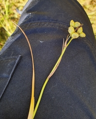 Scheuchzeria palustris