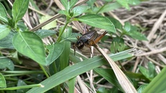 Teleogryllus emma