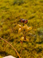 Scheuchzeria palustris