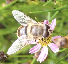 Eristalis tenax