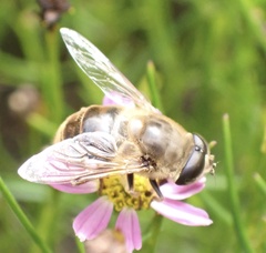 Eristalis tenax