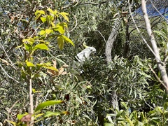 Cacatua galerita