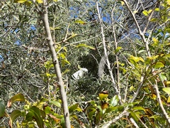 Cacatua galerita