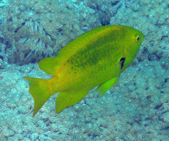 Pomacentrus sulfureus