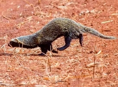 Galictis cuja