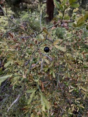 Chrysojasminum fruticans