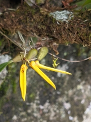 Bulbophyllum muscicola