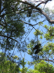 Calyptorhynchus lathami