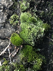 Bryum argenteum