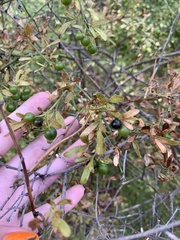 Chrysojasminum fruticans
