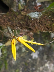 Bulbophyllum muscicola