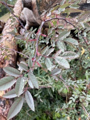Rosa glauca