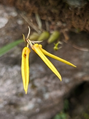 Bulbophyllum muscicola
