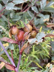 Rosa glauca