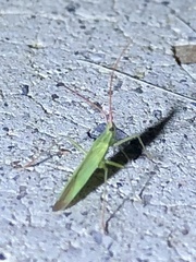 Trigonotylus