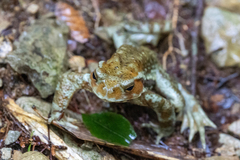 Bufo torrenticola