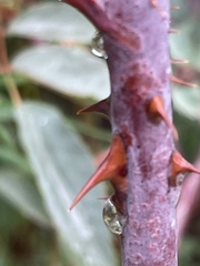 Rosa glauca